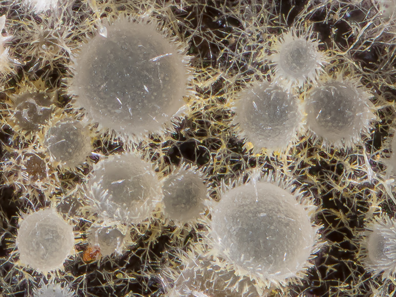 Arachnopeziza aurata Arachnopeziza aurata